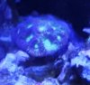 acan.jpg