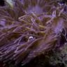 anemonous